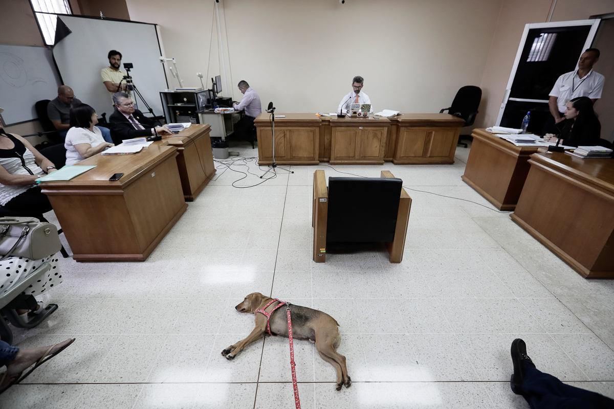Campeón, un perro que sufrió maltrato en el 2017, atiende el juicio por crueldad animal en contra de una mujer de apellidos González Oconitrillo quien fue su dueña en el juzgado de Atenas, en julio del 2019. Cortesía Jeffrey Arguedas / El Colectivo 506