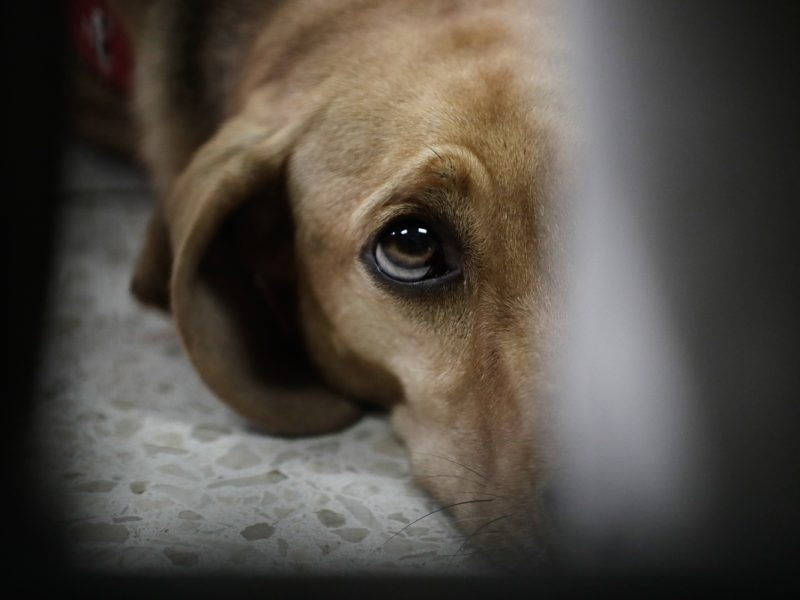 Your basic responsibilities to your pet
