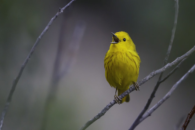 Male Yellow Warbler (Setophaga petechia)